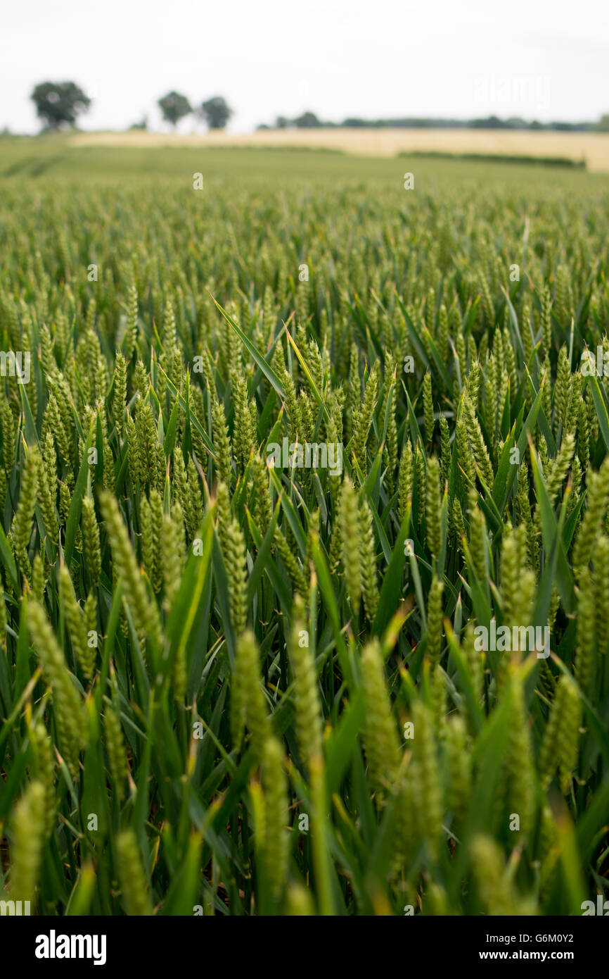 Unreife Weizenfeld, Warwickshire, UK Stockfoto