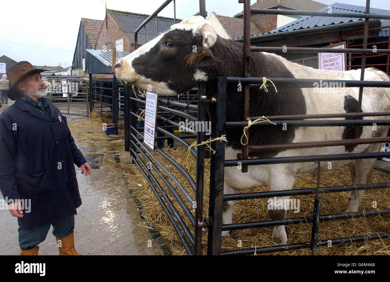 Der Colonel, ein riesiger 8-jähriger Simmental Holstein-Steer, mit seinem Besitzer Arthur Duckett im Alstone Wildlife Park, Highbridge, Somerset. Das Tier, das schätzungsweise das gleiche Gewicht wie das gesamte Rugby-WM-siegreiche Team hat und rund 10,000 Viertelpounder produziert, nimmt an einem „Guess the Weight“-Wettbewerb Teil, um Geld für die gemeinnützige Organisation Cancer Research (UK) zu sammeln, dessen Ergebnis heute bekannt gegeben wird. Stockfoto