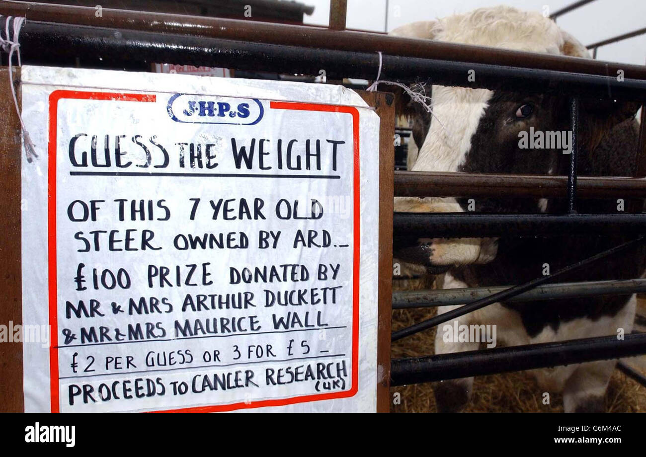 Der Colonel, ein riesiger 8-jähriger Simmental Holstein-Steer, mit seinem Besitzer Arthur Duckett im Alstone Wildlife Park, Highbridge, Somerset. Das Tier, das schätzungsweise das gleiche Gewicht wie das gesamte Rugby-WM-siegreiche Team hat und rund 10,000 Viertelpounder produziert, nimmt an einem „Guess the Weight“-Wettbewerb Teil, um Geld für die gemeinnützige Organisation Cancer Research (UK) zu sammeln, dessen Ergebnis heute bekannt gegeben wird. Stockfoto