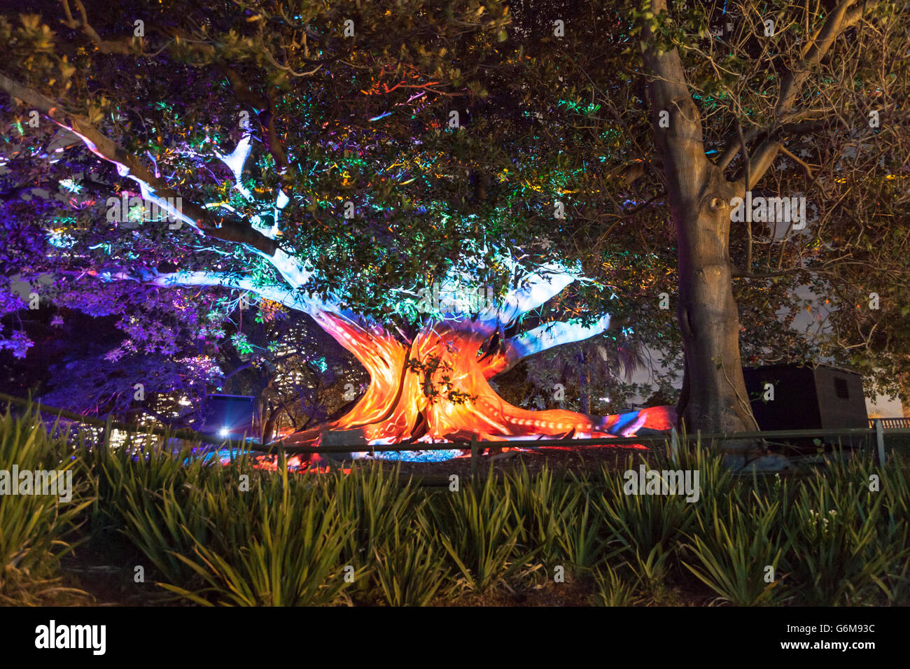 Sydney botanischen Gärten bei Vivid Sydney 2016 Stockfoto