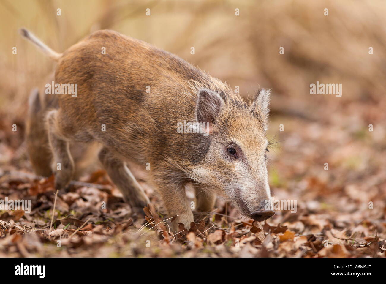 Wildschwein, junge Wildschweine, Deutschland / (Sus Scrofa) Stockfoto