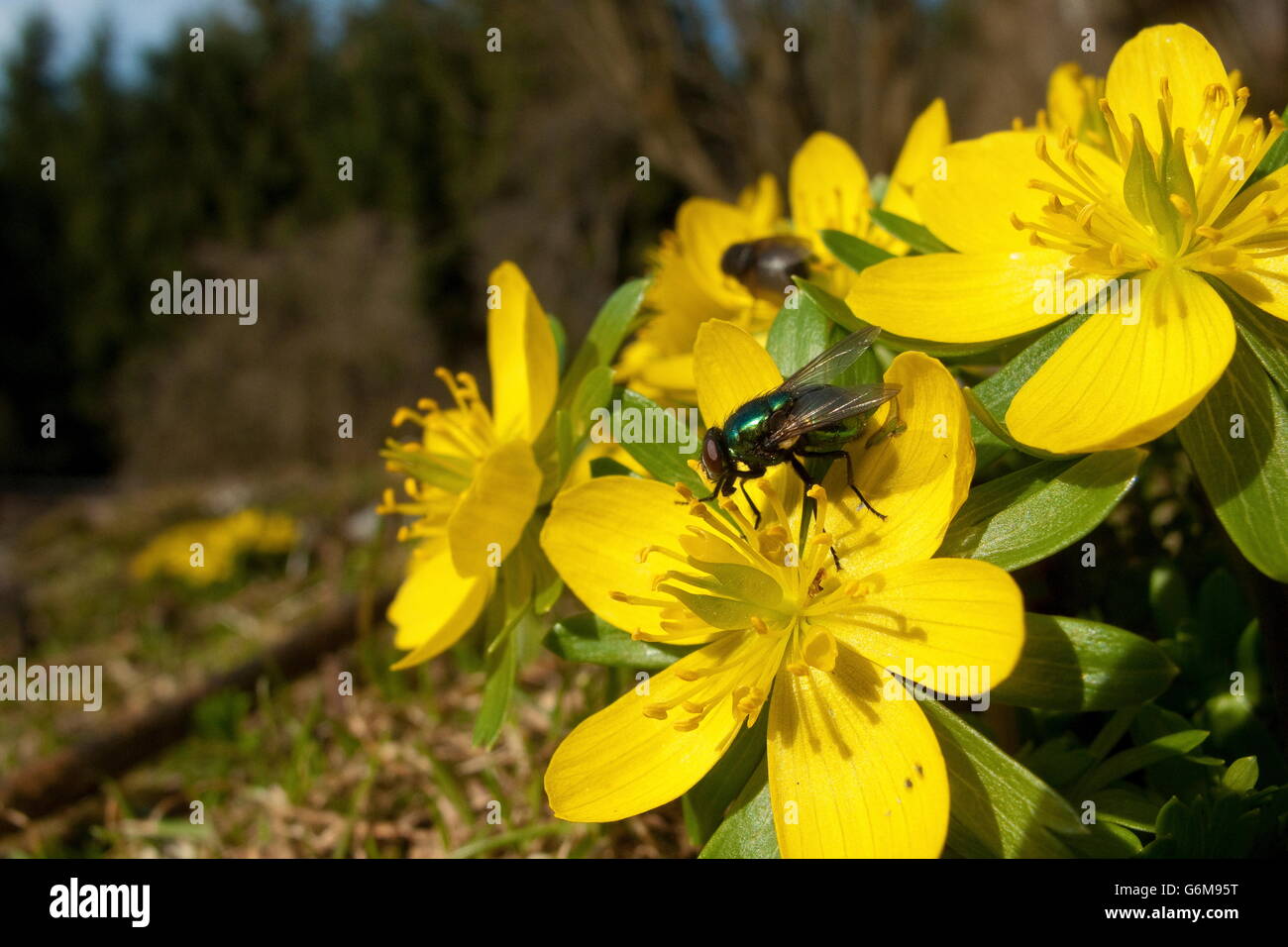 Winter-Aconitum, gemeinsame grüne Flasche Fly, Deutschland / (Eranthis Hyemalis, Lucilia Sericata) Stockfoto