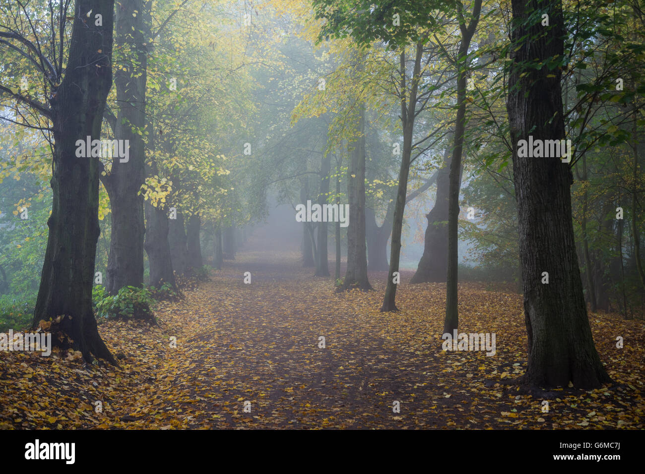 Allee der Bäume auf Hampstead Heath in Nebel an einem Herbstmorgen Stockfoto