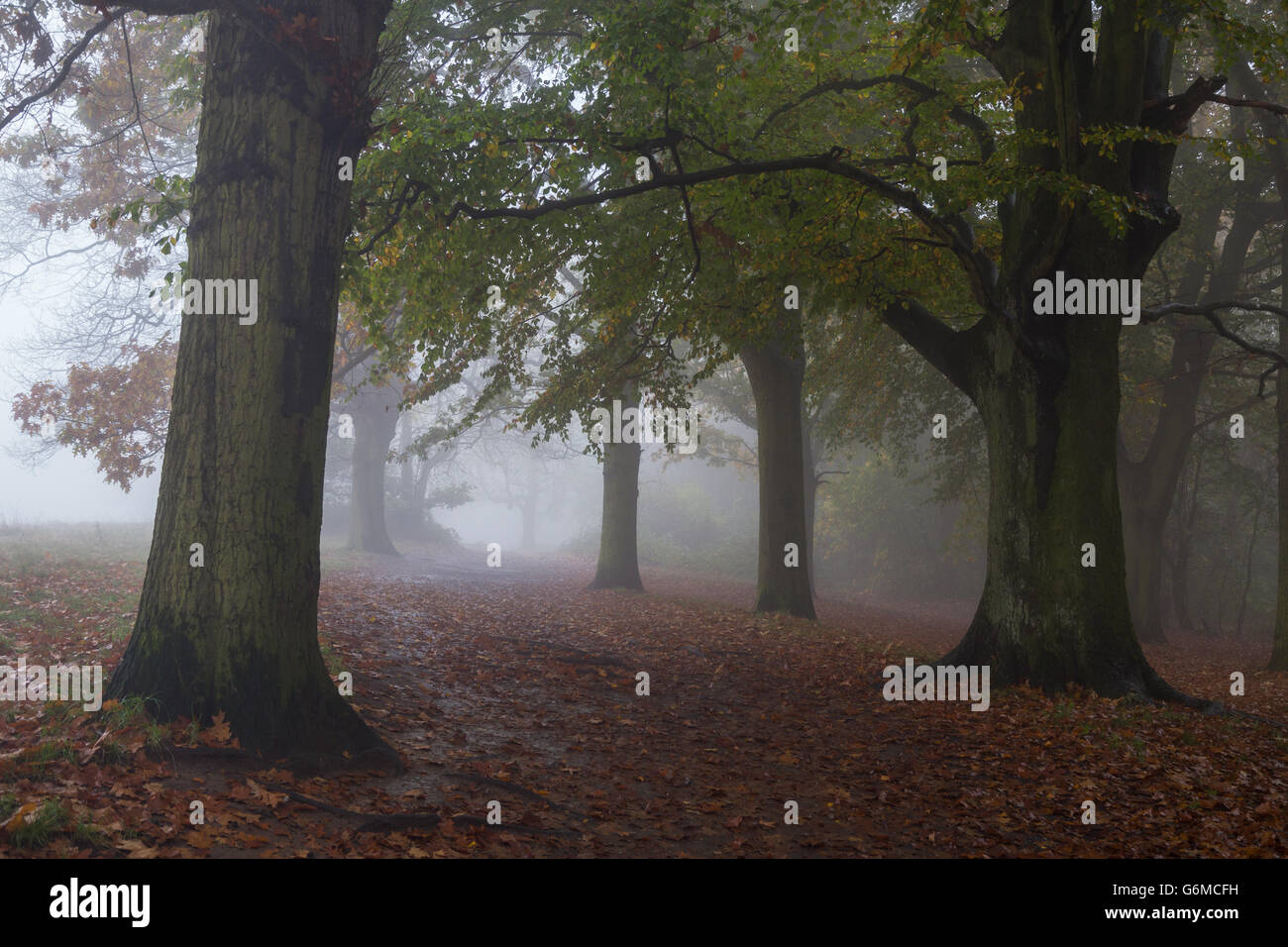 Bäume auf Hampstead Heath in Nebel an einem Herbstmorgen Stockfoto