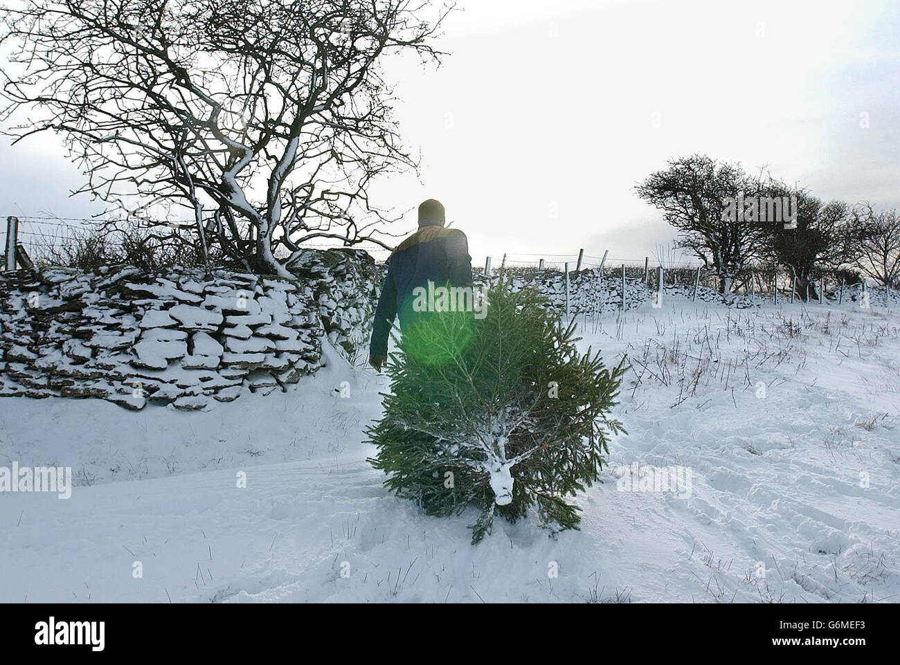 Eine saisonale Aufgabe für den Farmer der North Yorkshire Moors Stephen Stead, der auf seiner Farm oberhalb von Pickering einen Weihnachtsbaum durch schweren Schnee schleppt. Wetterprognosen, die mehrere Zentimeter Schnee für Ostteile Englands vorhersagen, der bis weit südlich von Kent und den östlichen Außenbezirken Londons möglich ist, sagten, dass der vorweihnachtliche Kälteeinbruch morgen nachlassen wird und es am 25. Dezember mildere Temperaturen geben wird. Stockfoto