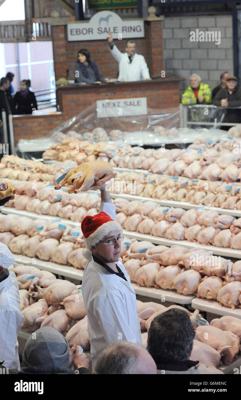 Die Versteigerung von weihnachtlichen Geflügel, darunter Gänse, Truthähne, Hühner, Enten und Fasane, die alle auf lokalen Farmen produziert werden, findet im York Auction Centre, Murton, York statt. Stockfoto