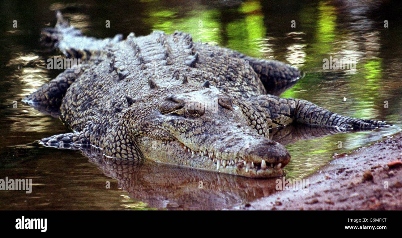 Ein Salzwasser-Krokodil, ähnlich dem, das Brett Mann, 22, im australischen Northern Territory gefangen und getötet hat, als er am Sonntag am Finniss River 50 Meilen südwestlich der Hauptstadt Darwin anhielt, um Schlamm abzuwaschen. Das Reptil wandte sich später an seine beiden Freunde und schickte sie, um einen Baum im Fluss hochzuklettern, wo sie 22 Stunden verbrachten, bis die Polizei sie fand. *11/10/04: Eine 60-jährige Frau ist auf den Rücken eines 14-Fuß-Krokodils gesprungen und hat es angepackt, um einen Mann zu befreien, der ergriffen wurde, als er in seinem Zelt auf einem abgelegenen Strandcampingplatz im Norden von Queensland, Australien, schlief. Das Krokodil Stockfoto