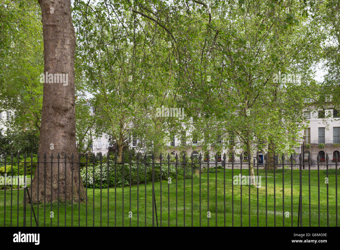 Fitzroy Square Garden in Westminster, London W1, an einem sonnigen Sommertag Stockfoto