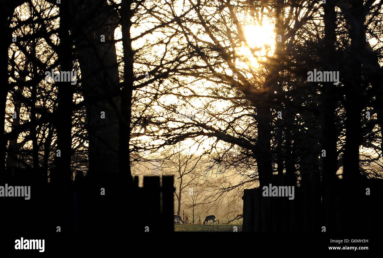 Hirse halten sich in Bracken auf, wenn die Sonne im Dunham Massey Park des National Trust, Altrincham, Cheshire, untergeht. Stockfoto