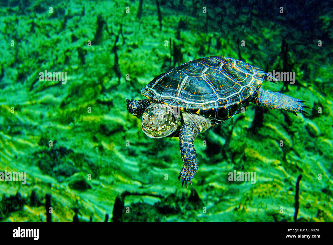 Europäische Sumpfschildkröte, Baden-Wurttemberg, Deutschland / (Emys Orbicularis) Stockfoto