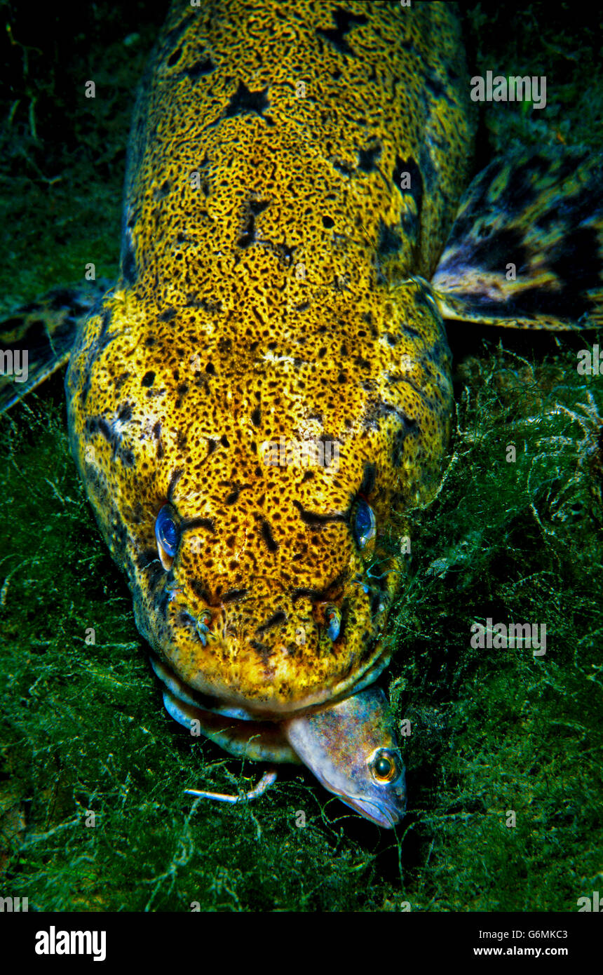 Lota lota Fotos und Bildmaterial in hoher Auflösung Alamy