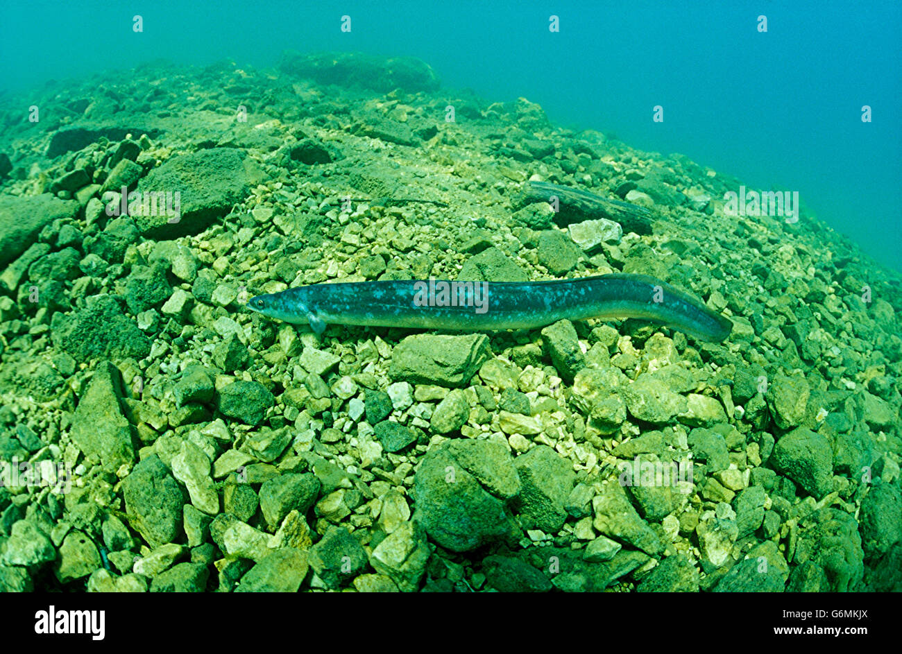 Europäischer aal anguilla anguilla Fotos und Bildmaterial in hoher