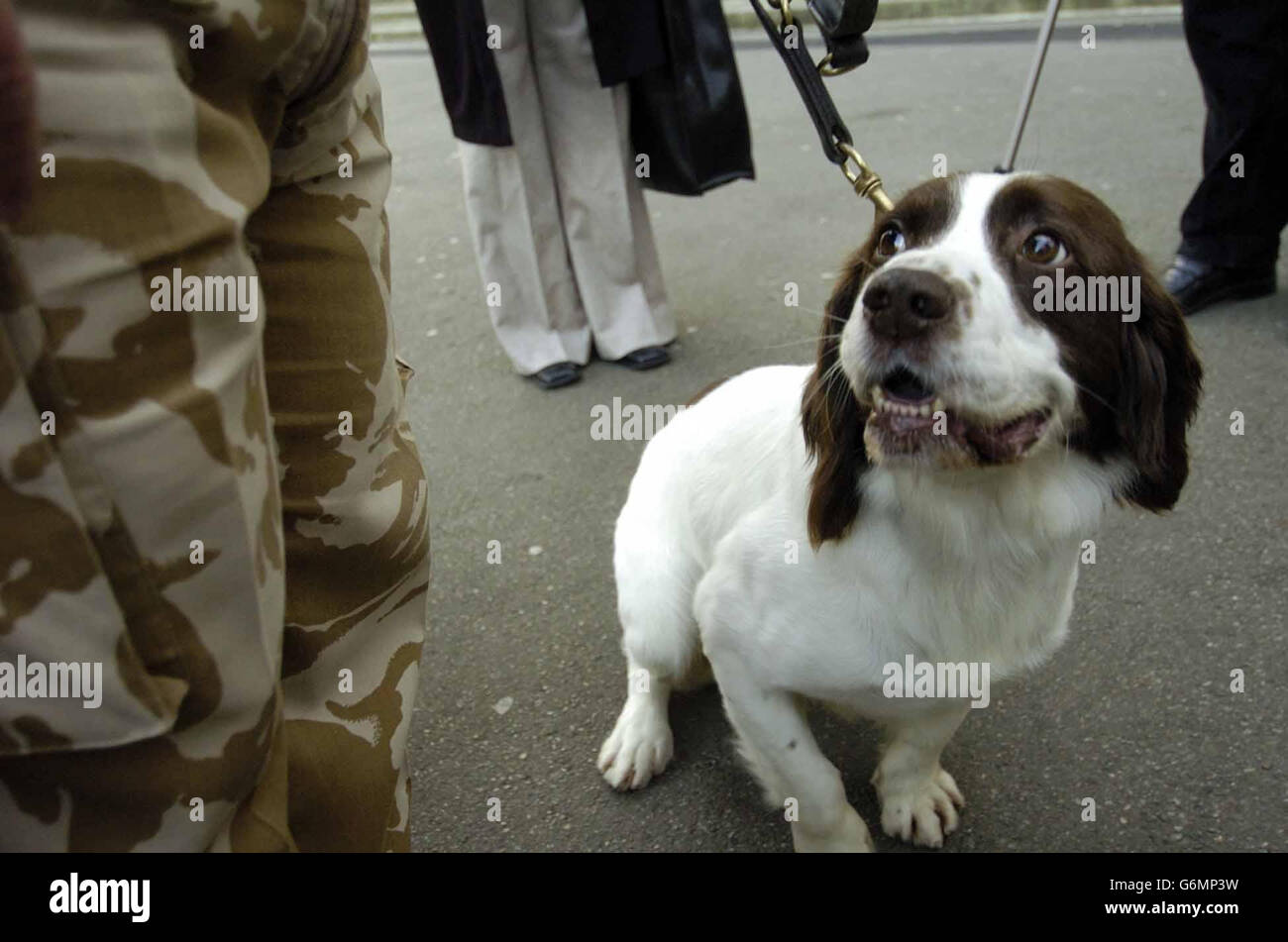 Der Hund der britischen Armee Buster nach Erhalt der PDSA Dickin-Medaille, dem Tieräquivalent des Victoria Cross im Londoner Imperial Museum. Buster, ein sechsjähriger Springer-Spaniel, brach eine Widerstandszelle in Safwan, Südirak, als er einen versteckten Cache mit Waffen und Sprengstoffen entdeckte. Er gilt als verantwortlich für die Rettung des Lebens unzähliger Zivilisten und Truppen. Stockfoto