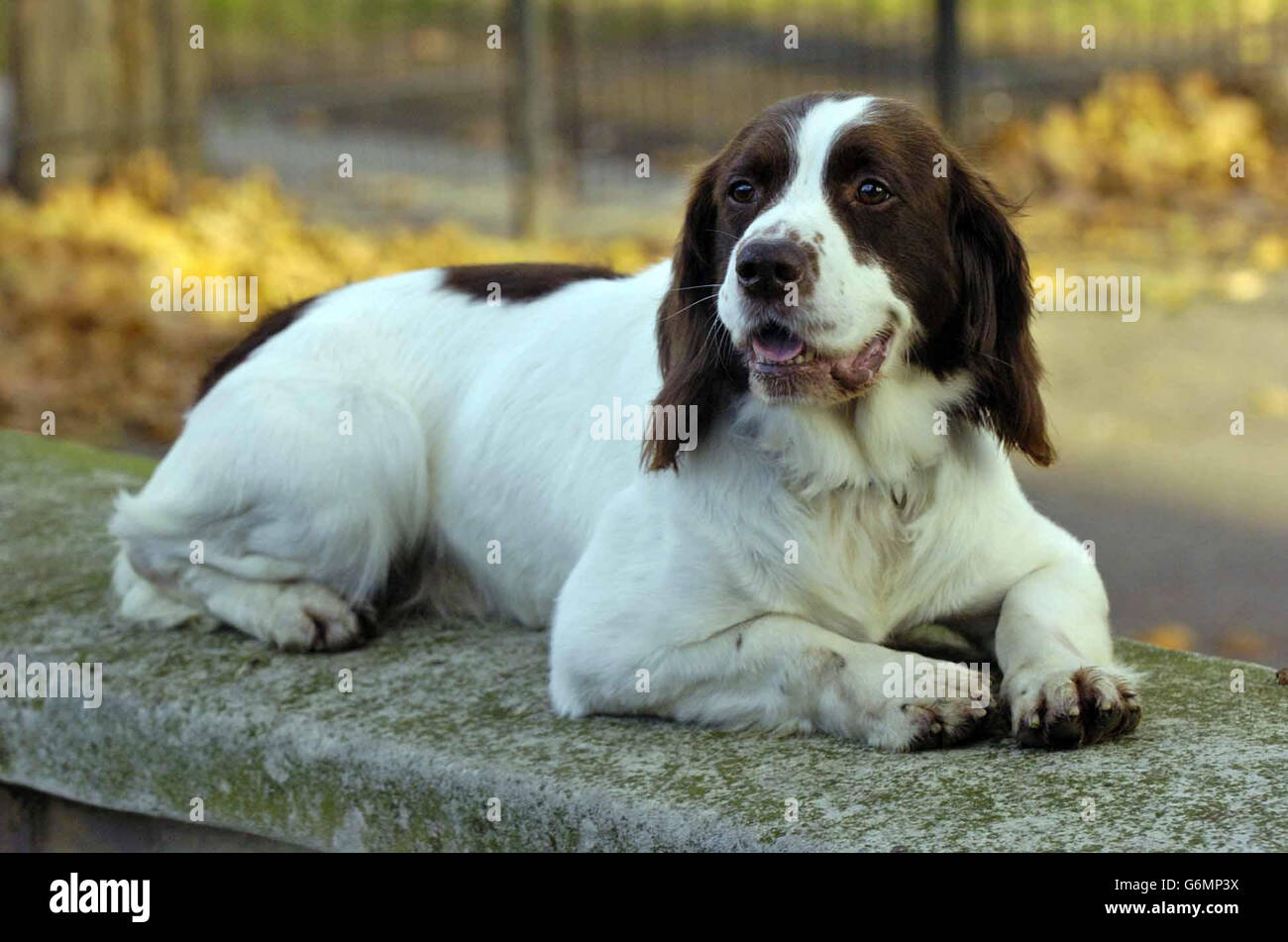 Tiere-Buster Stockfoto