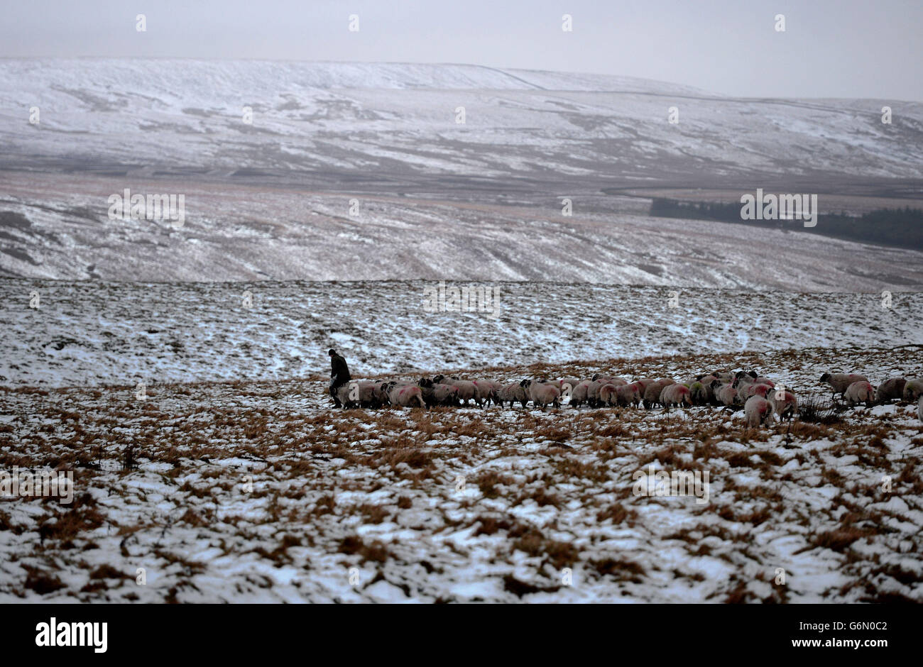 Ein Mann liefert Tierfutter in der Nähe von Kettlewell nach Schnee und Frost über hohe Böden im Norden Großbritanniens. Stockfoto