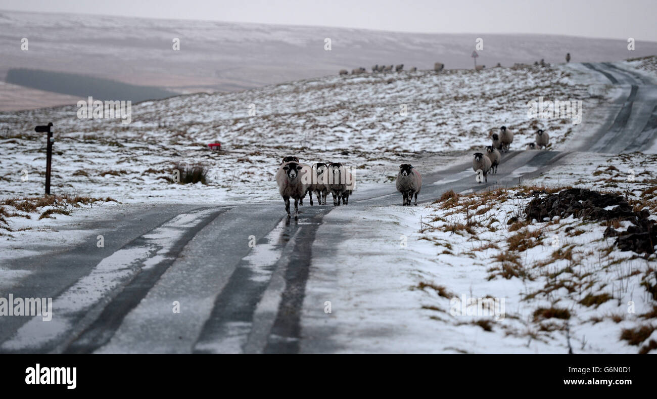 Schafe in der Nähe von Kettlewell nach Schnee und Frost über hohen Boden im Norden des Vereinigten Königreichs über Nacht. Stockfoto