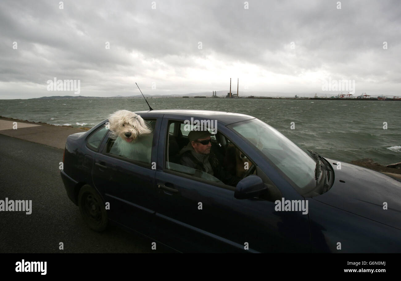 Eamonn O'Brien aus Clontarf macht sich auf den Weg nach Hause, nachdem er seine Hunde Jasper (links) und Daisy trotz der schlechten Wetterbedingungen an der Stierkampfarena in Dublin entlang gebracht hat. Stockfoto