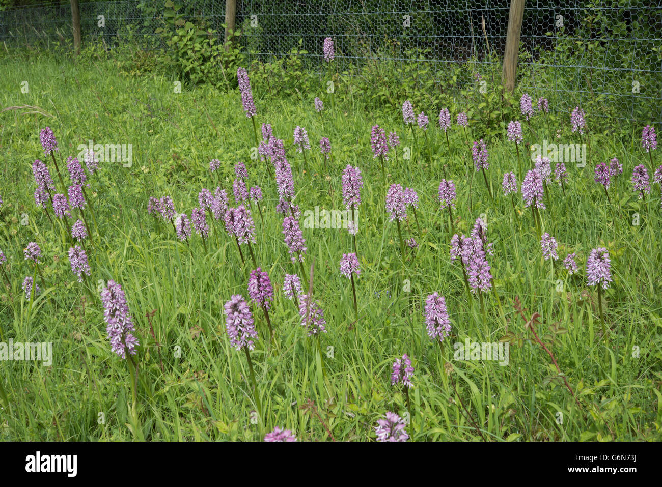Mischung aus Affe und Lady Orchidee Orchis Simia x O. Purpurea = O. X angusticruris, Oxfordshire, Vereinigtes Königreich. Juni. Stockfoto