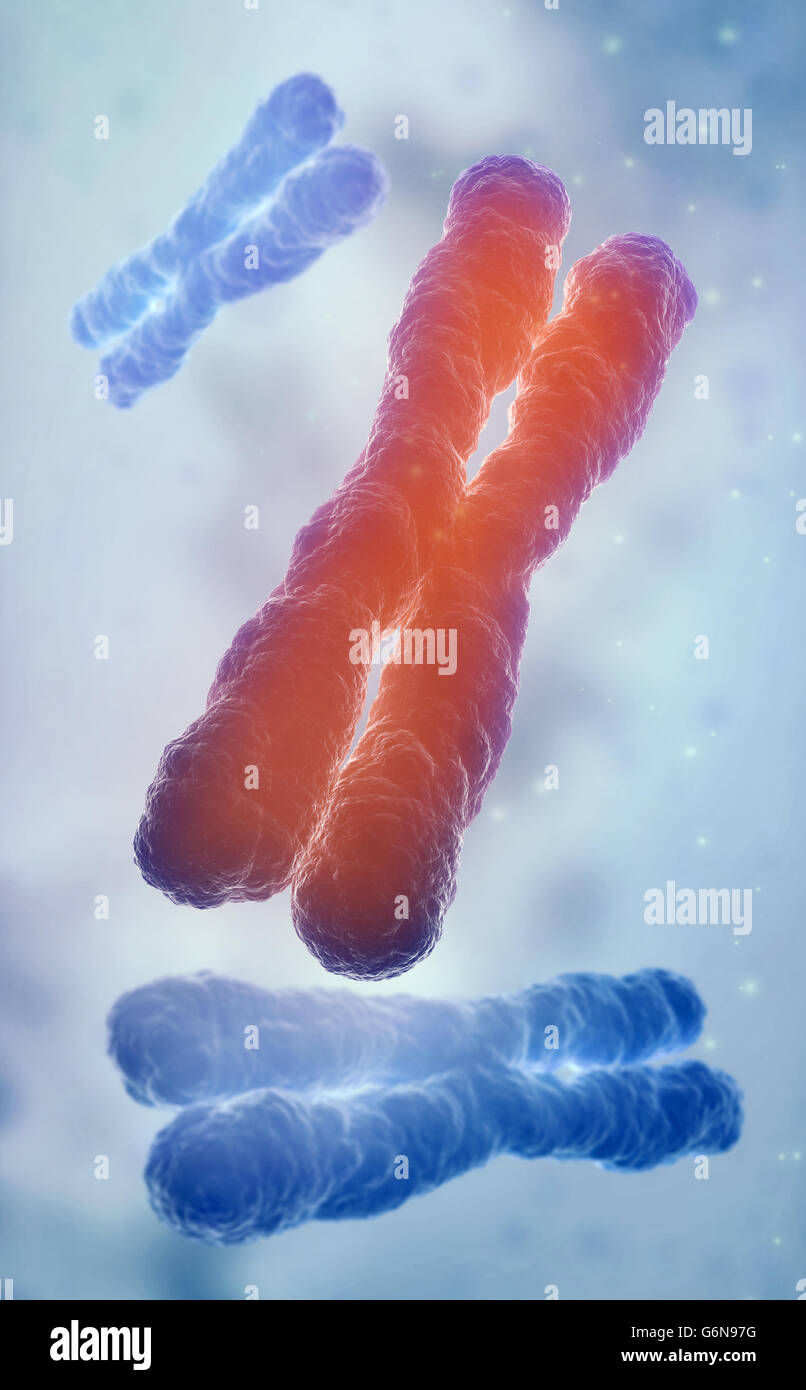 Chromosom 3D-Modell - Genetik-Abbildung Stockfoto