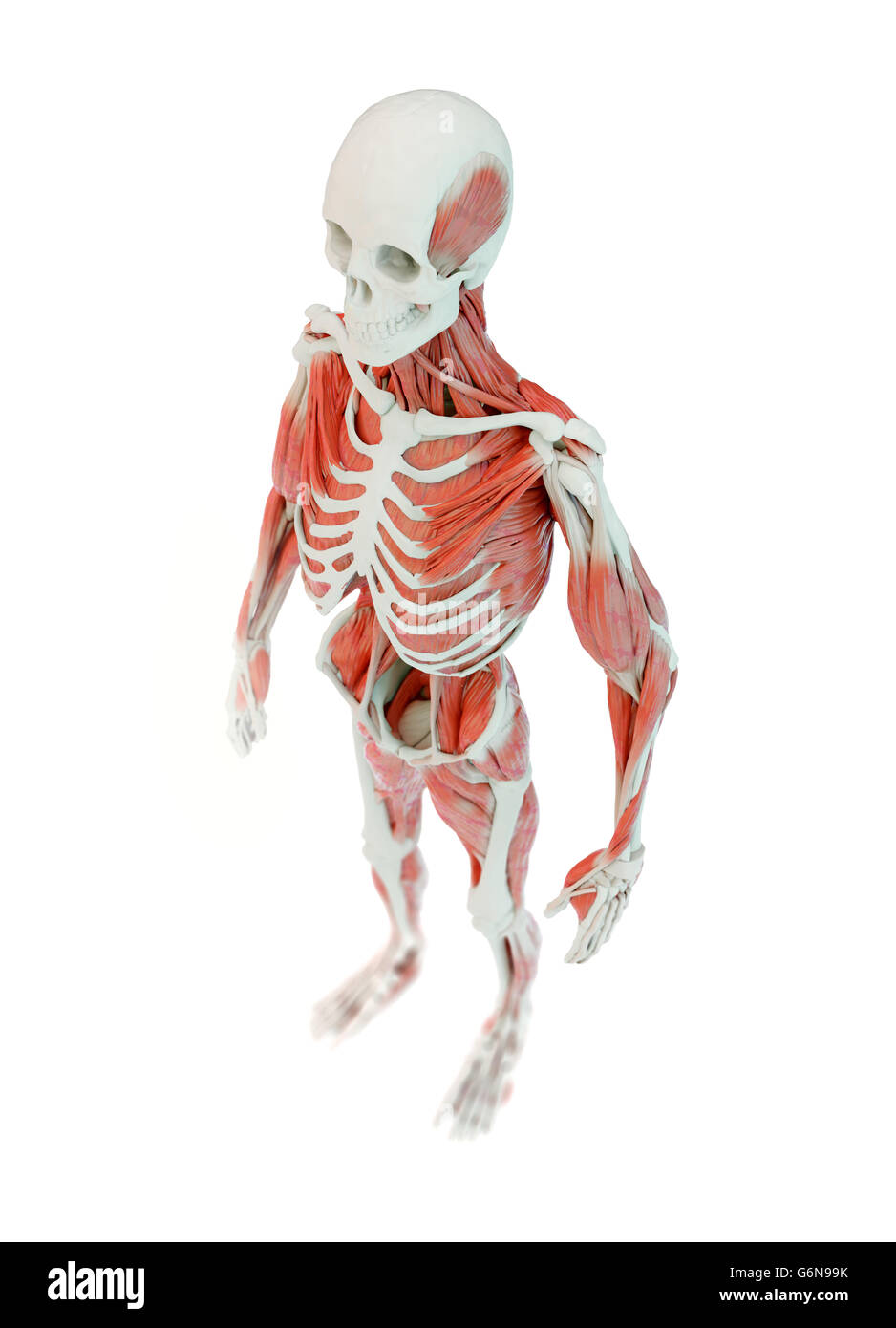 Detaillierten tiefen Muskeln Anatomie Abbildung Stockfoto