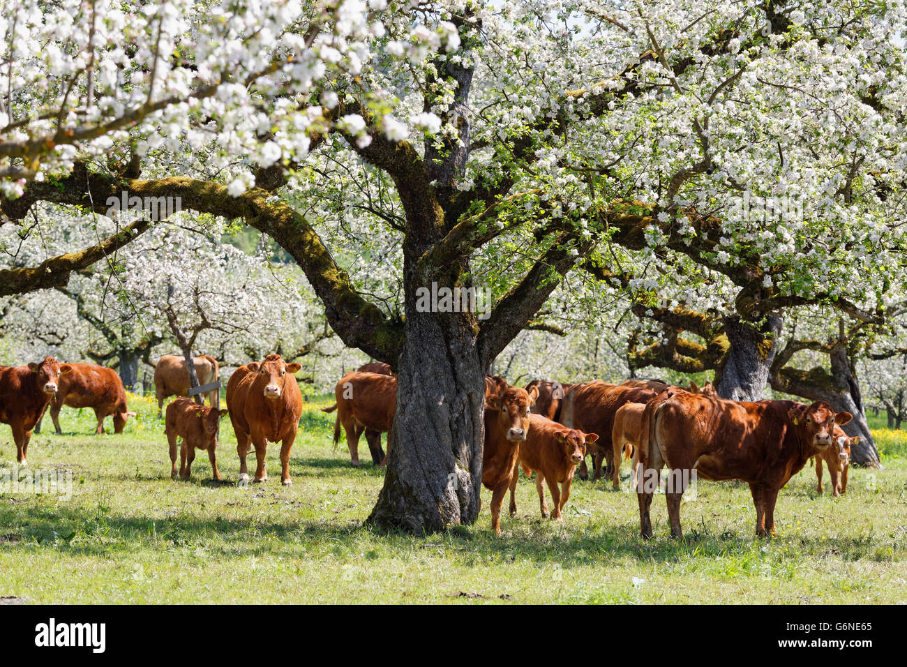 Deggenhauser Tal, Kühe auf der Wiese, blühende Apfelbäume Stockfoto