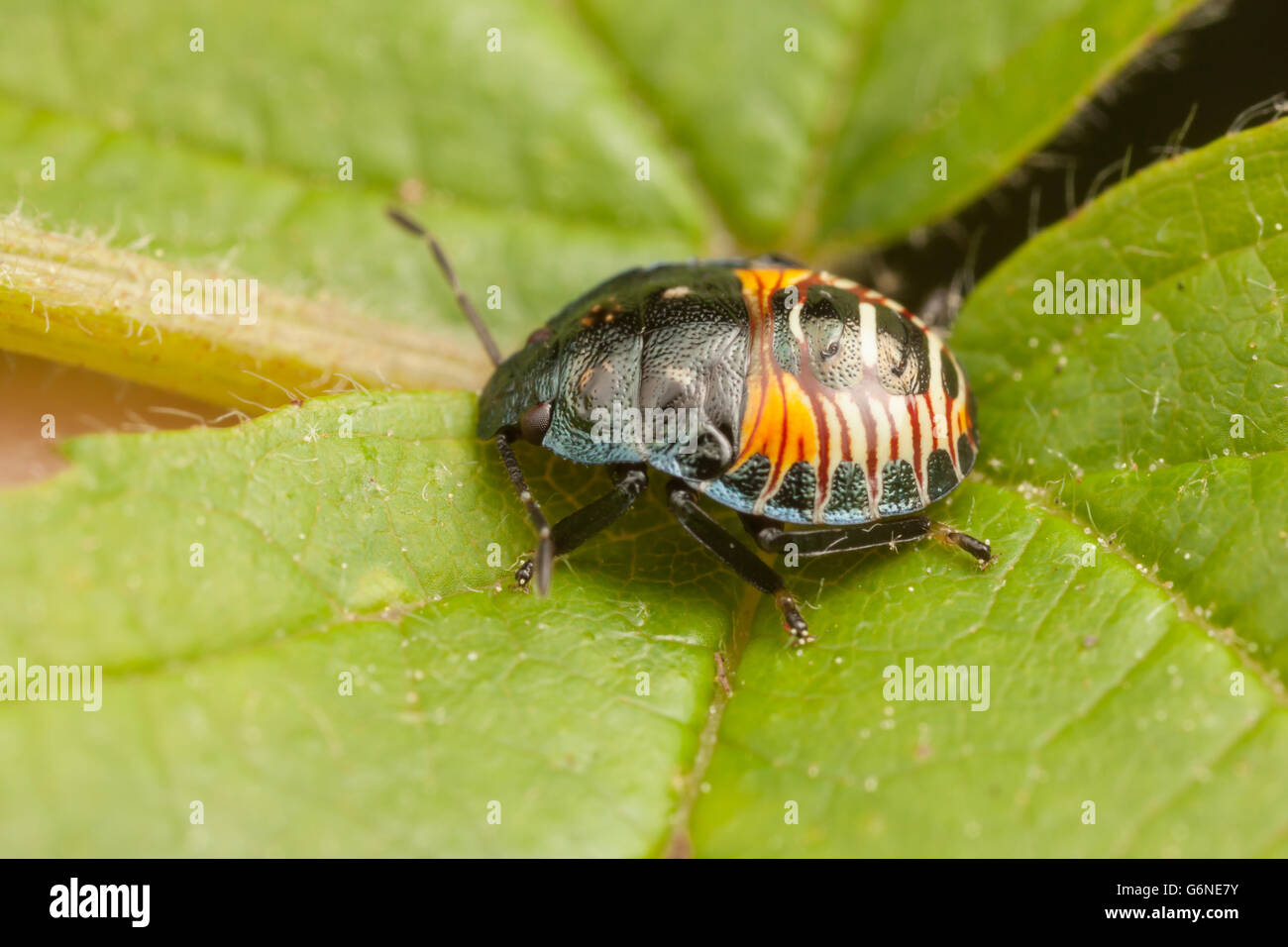 Eine zwei-spotted stinken Bug (Perillus Bioculatus) Nymphe auf einem Blatt. Stockfoto