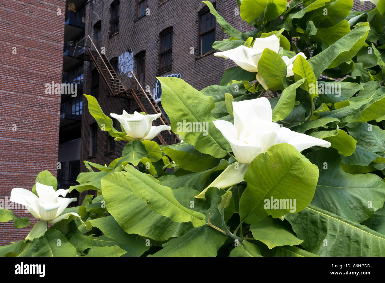 Landschaftsbau auf High Line Park, New York Stockfoto