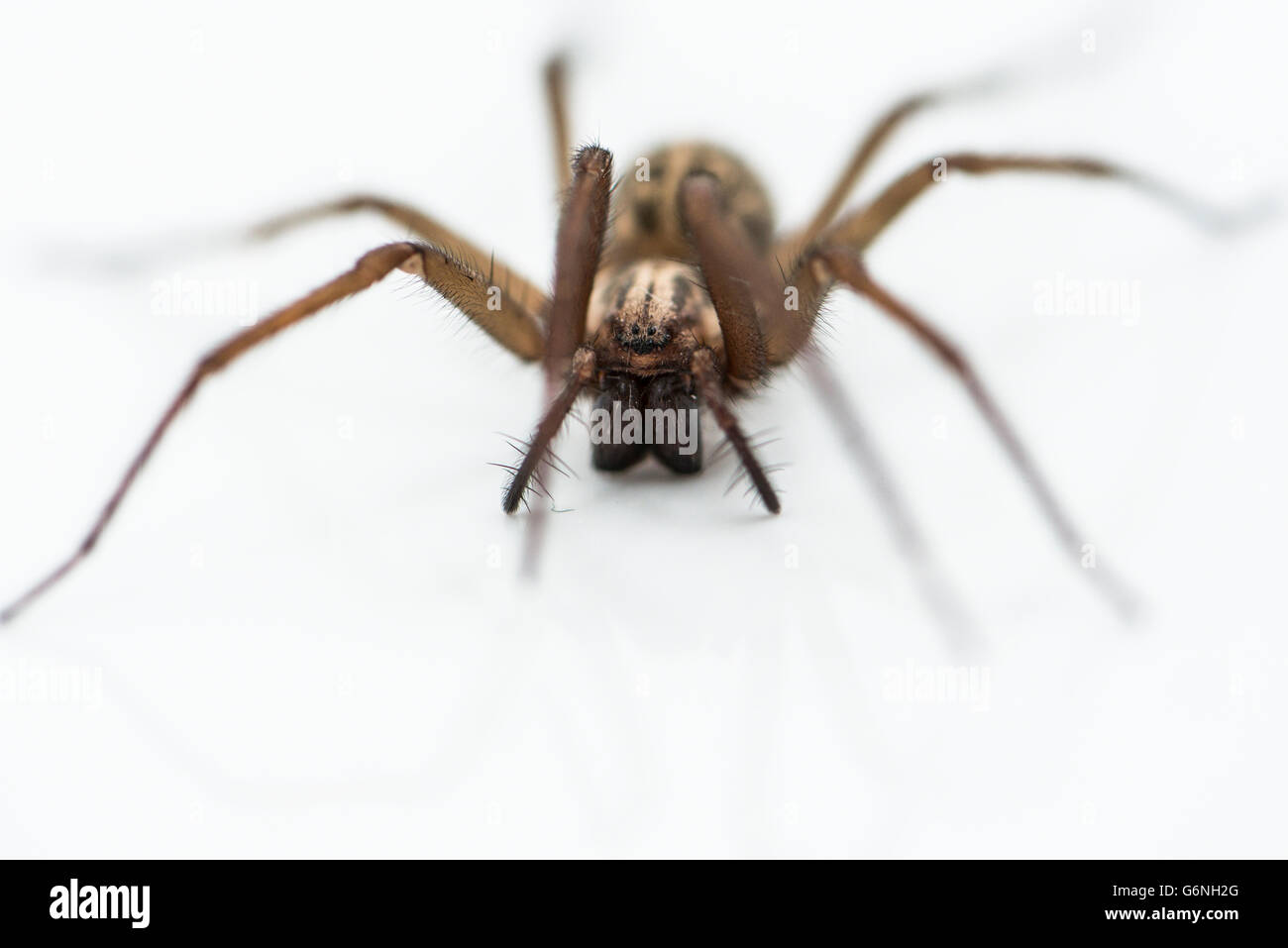 Ein riesiges Haus Spinne (Eratigena atrica) Stockfoto