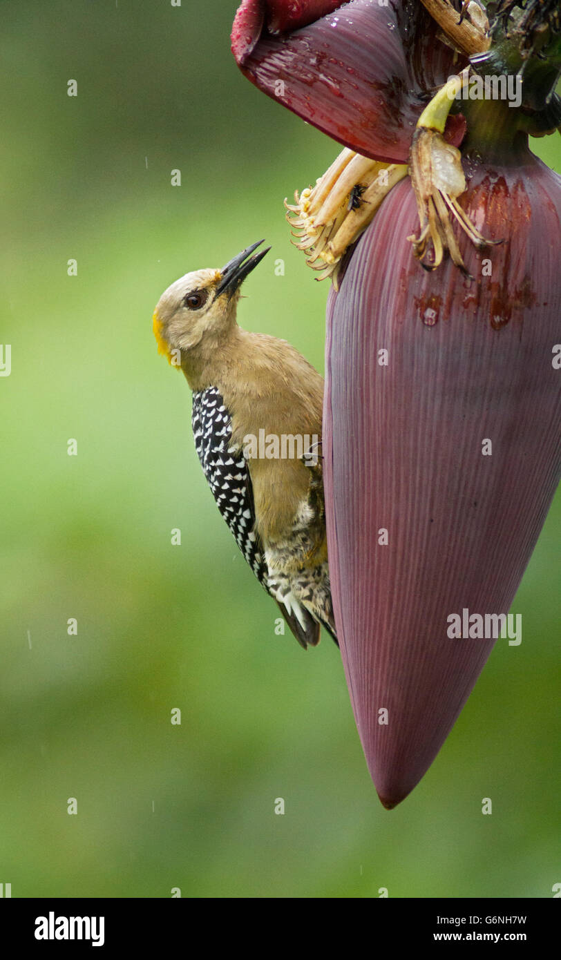 Hoffmanns Specht auf Banane Blume Stockfoto