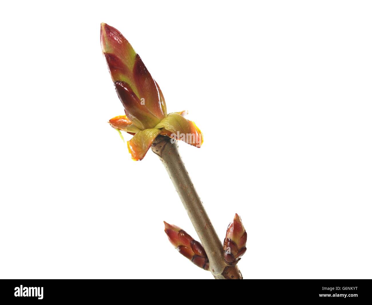 frische Knospen Kastanie auf weißem Hintergrund Stockfoto