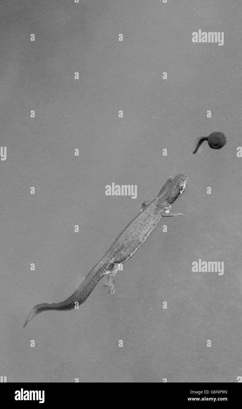 Glatt "oder" gemeinsame Newt jagen Kaulquappen. Stockfoto