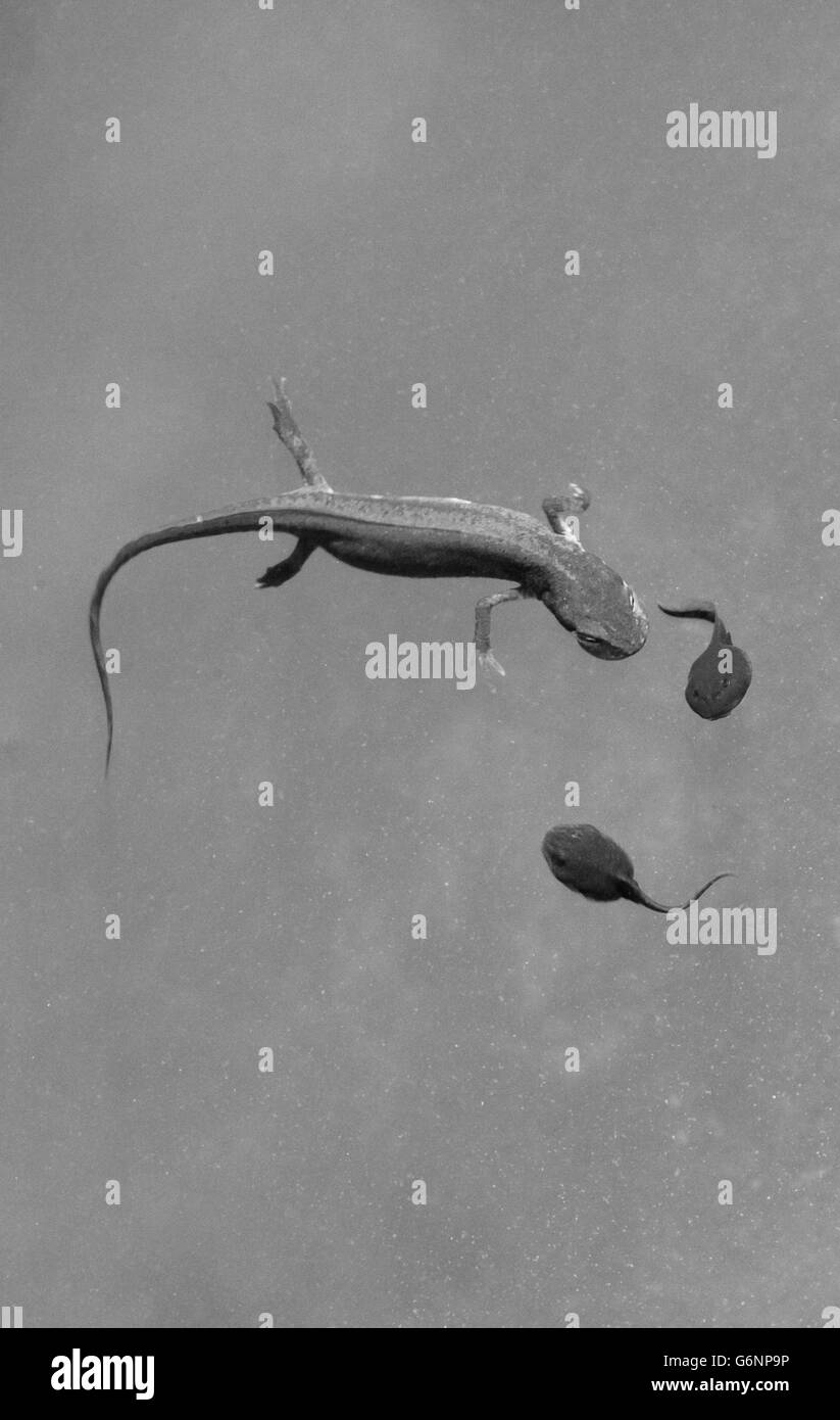 Glatt "oder" gemeinsame Newt jagen Kaulquappen. Stockfoto