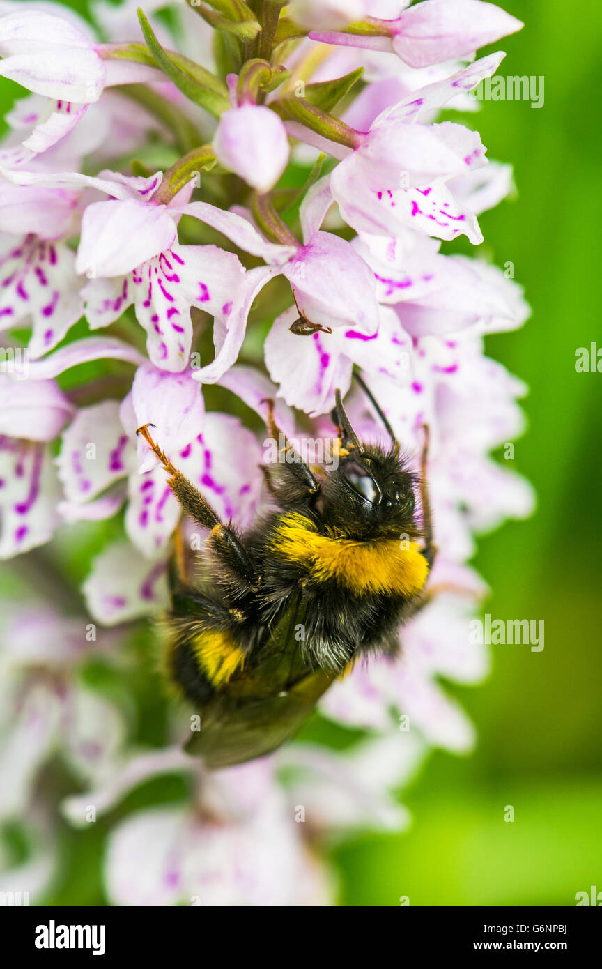 Hummel, sammeln von Pollen und Nektar aus einer gemeinsamen entdeckt Orchidee. Stockfoto