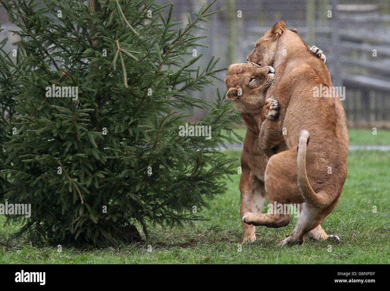 Afrikanische Löweninnen Makalu und Libby kämpfen im Löwengehege im Blair Drummond Safari Park neben einem mit Fleisch verzierten Weihnachtsbaum. Stockfoto