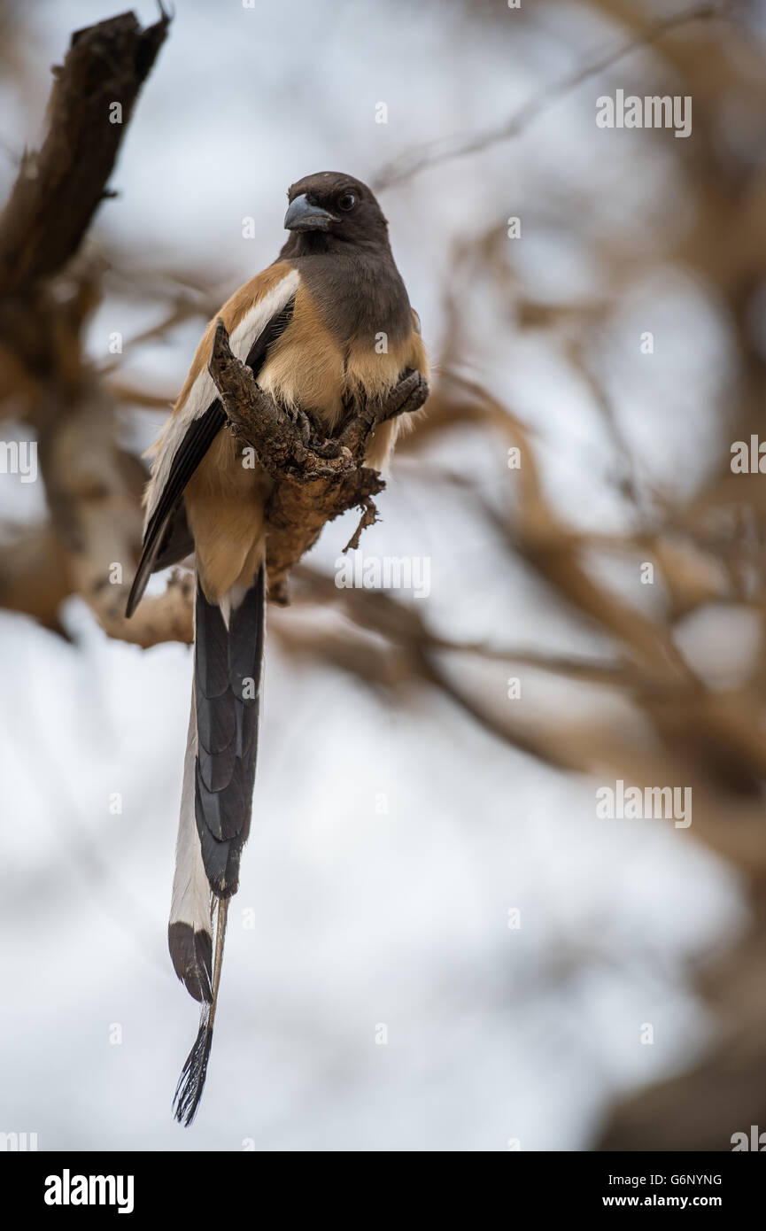 Rufous baumartig, Dendrocitta Vagabunda, Rabenvögel, Ranthambore Nationalpark, Indien, Asien Stockfoto