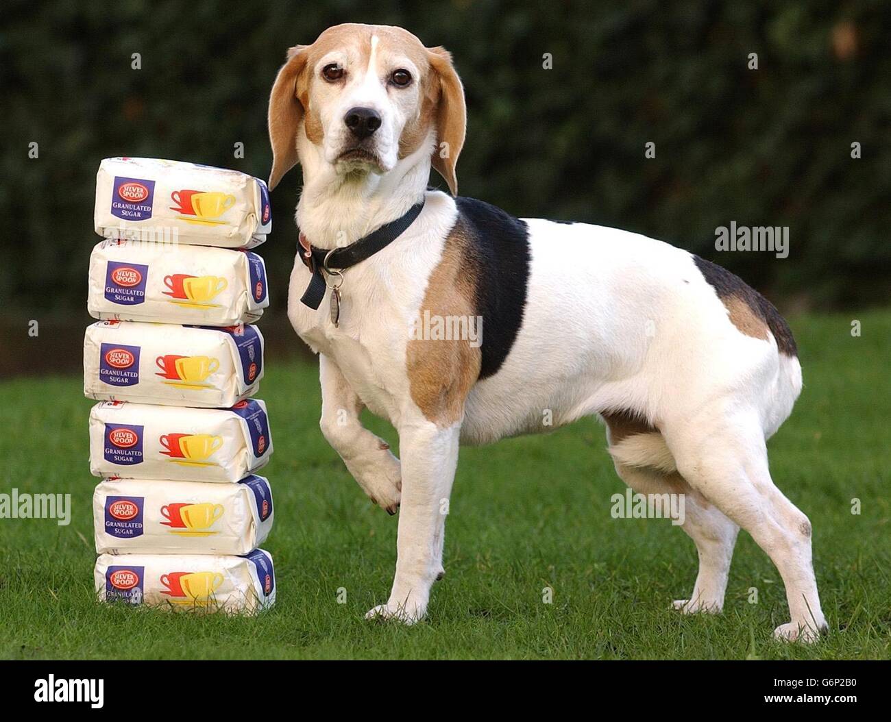 Megan, ein Beagle aus Garston in Liverpool, zeigt ihre neue Figur neben Zuckertüten, die das Gewicht wiegen, das sie verloren hatte, nachdem sie den Preis für den schlankeren Hund des Jahres gewonnen hatte. Stockfoto