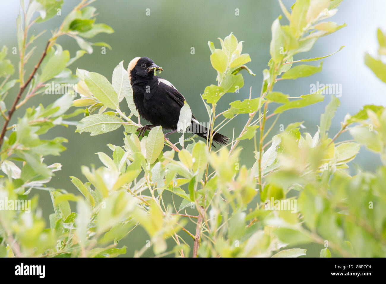 Ein Männchen isoliert Bobolink (Dolichonyx Oryzivorus) auf grünem Hintergrund Stockfoto