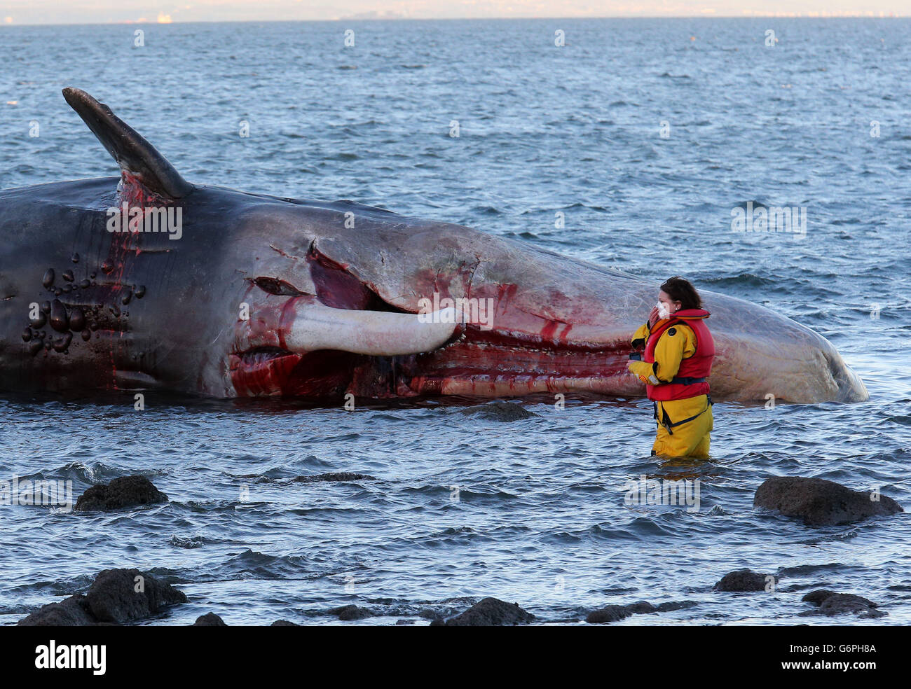 Ein mariner Rettungsarbeiter untersucht einen Pottwal, der am Portobello-Strand in Edinburgh aufgeschwemmt wurde. Stockfoto Ein mariner Rettungsarbeiter untersucht einen Pottwal, der am Portobello-Strand in Edinburgh aufgeschwemmt wurde. Stockfoto