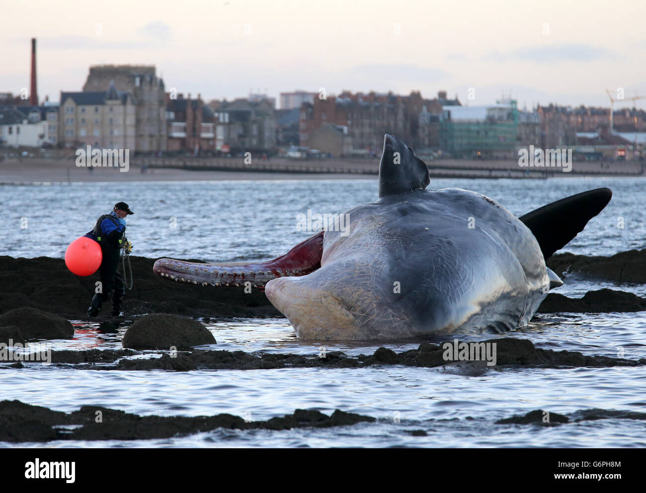 Ein mariner Rettungshelfer bindet eine Boje an einen Pottwal, der am Portobello Strand in Edinburgh aufgeschwemmt wird. Stockfoto Ein mariner Rettungshelfer bindet eine Boje an einen Pottwal, der am Portobello Strand in Edinburgh aufgeschwemmt wird. Stockfoto