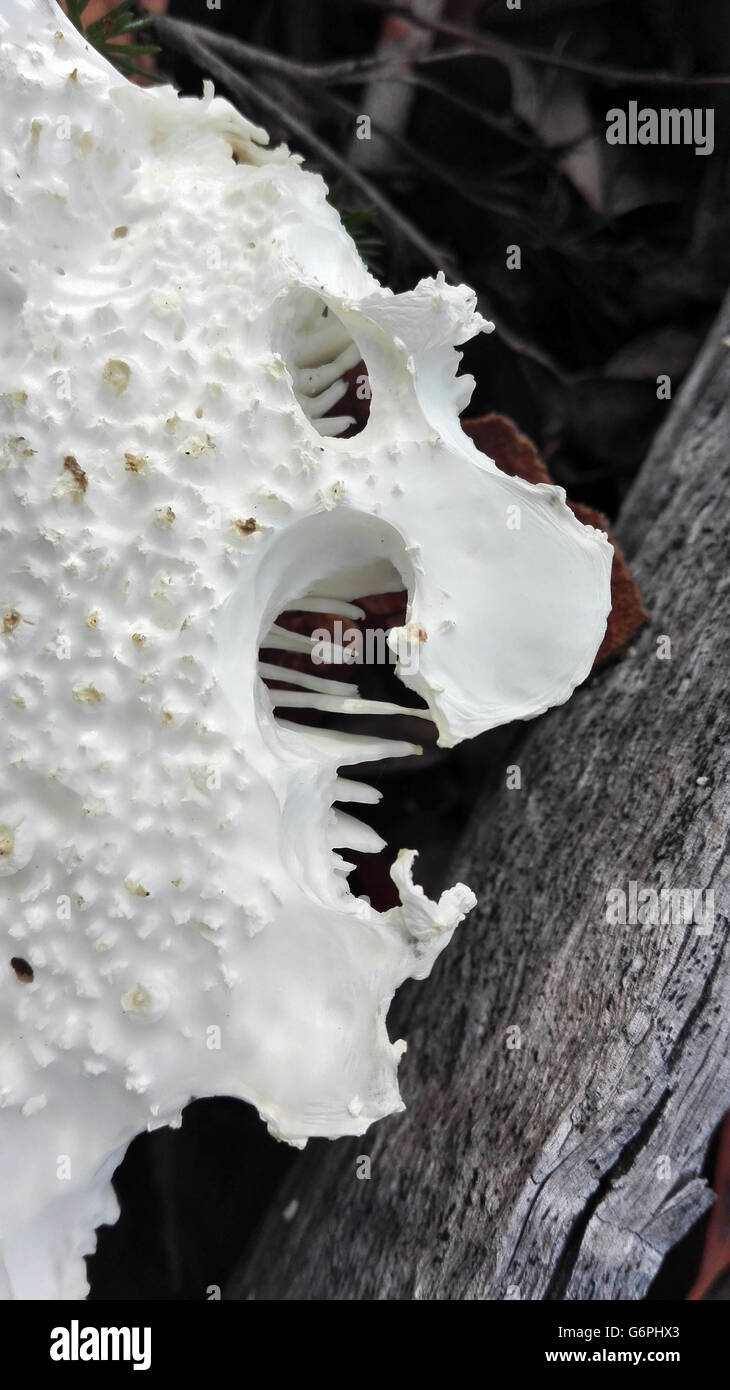 Gruseliges Monster Gesicht im Profil auf die Kappe von einem weißen Amanita-Pilz (Pilze) Stockfoto