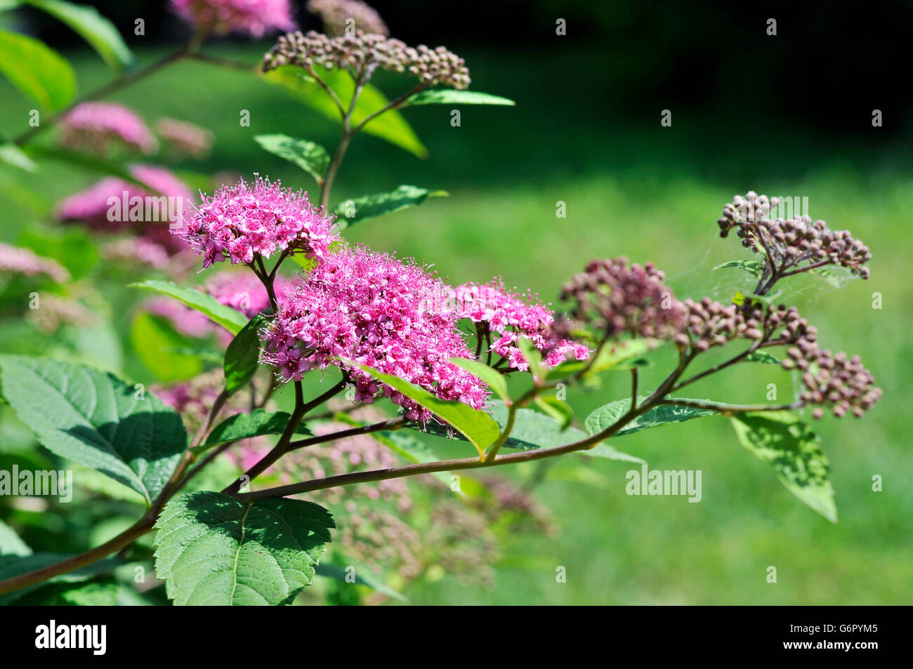 Blumen rosa blühender spirea Fotos und Bildmaterial in hoher