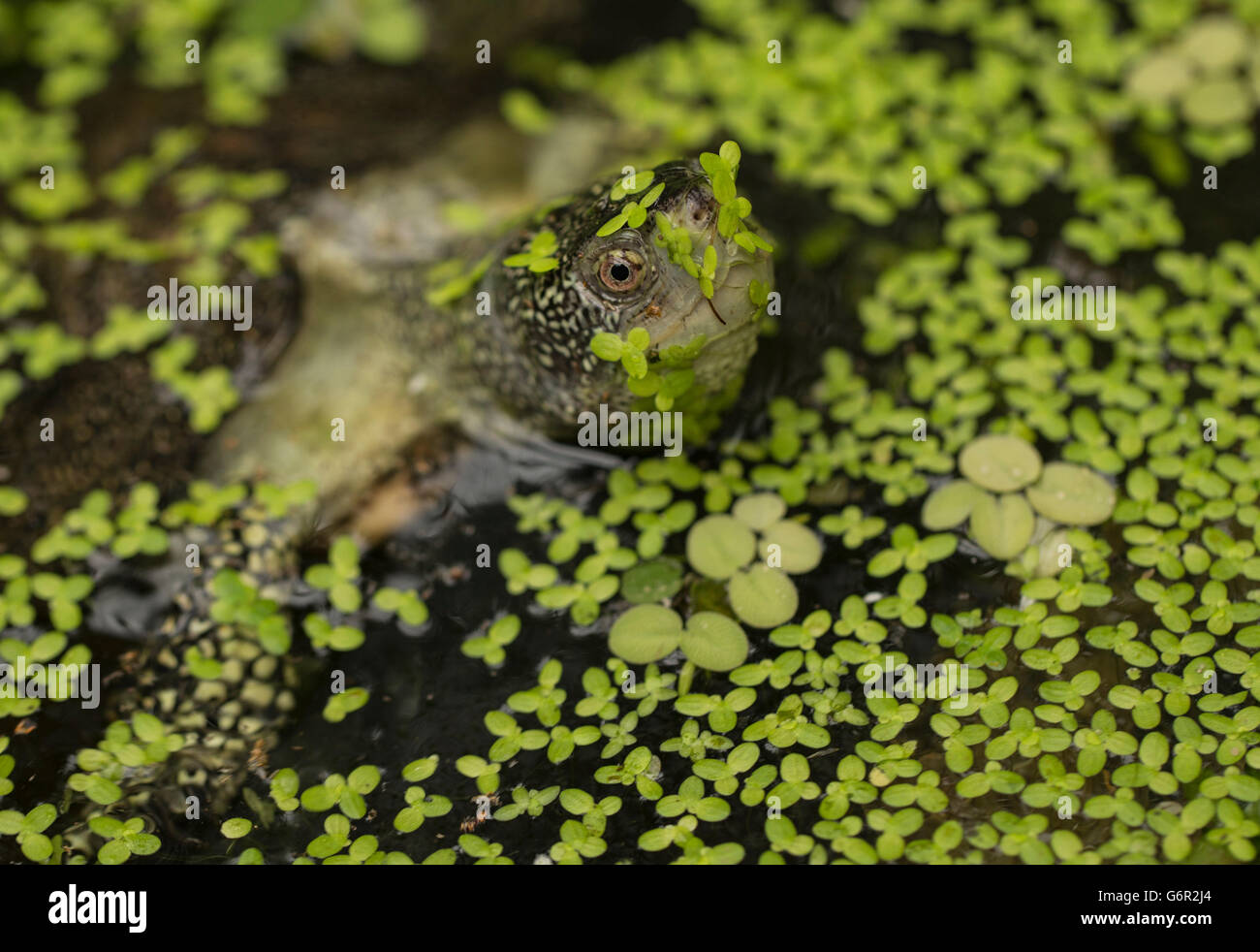 Emys Orbicularis Stockfotos und bilder Kaufen Alamy