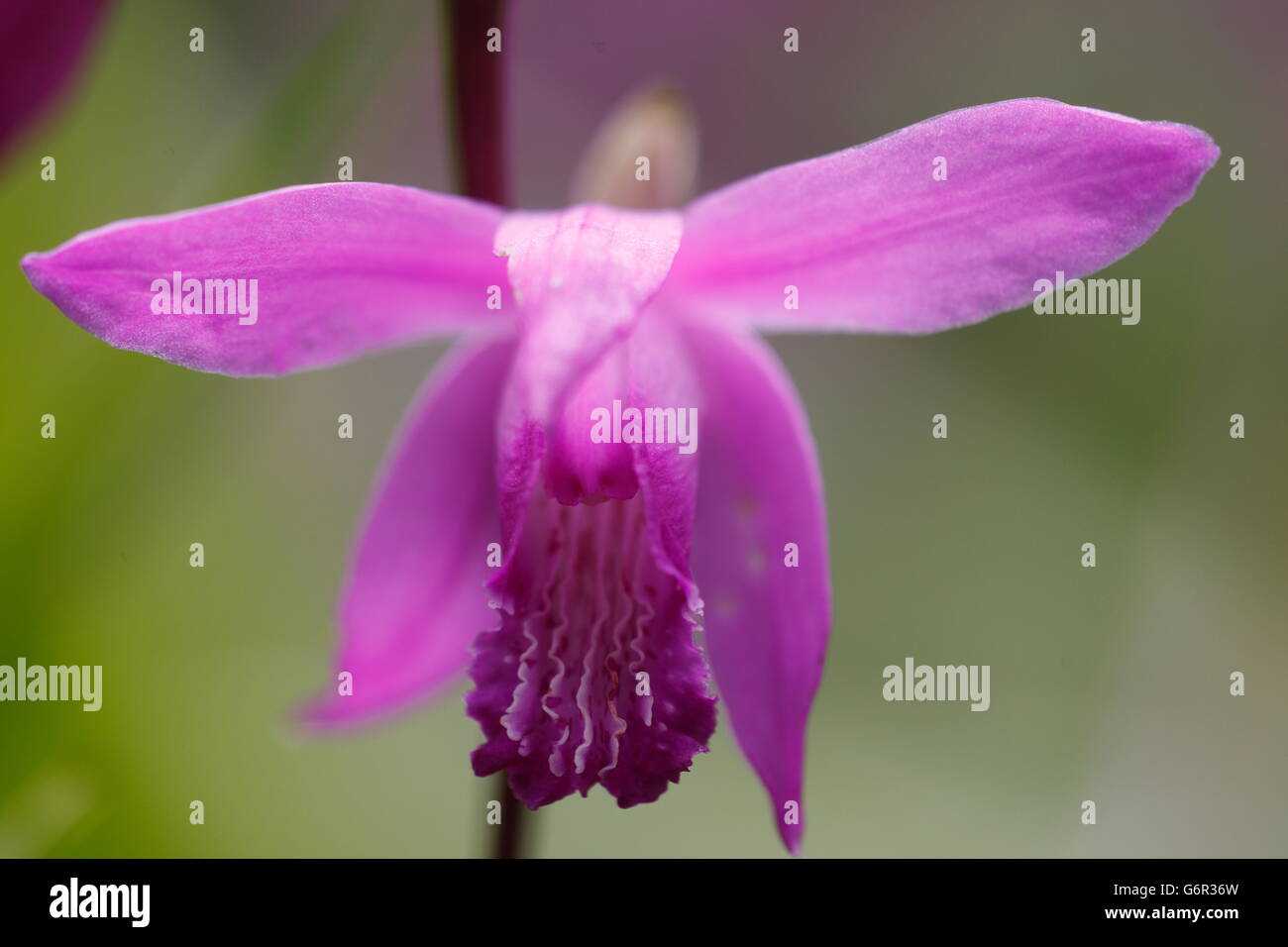 Hardy Orchidee / (Bletilla Striata) / chinesischen Boden Orchidee Stockfoto