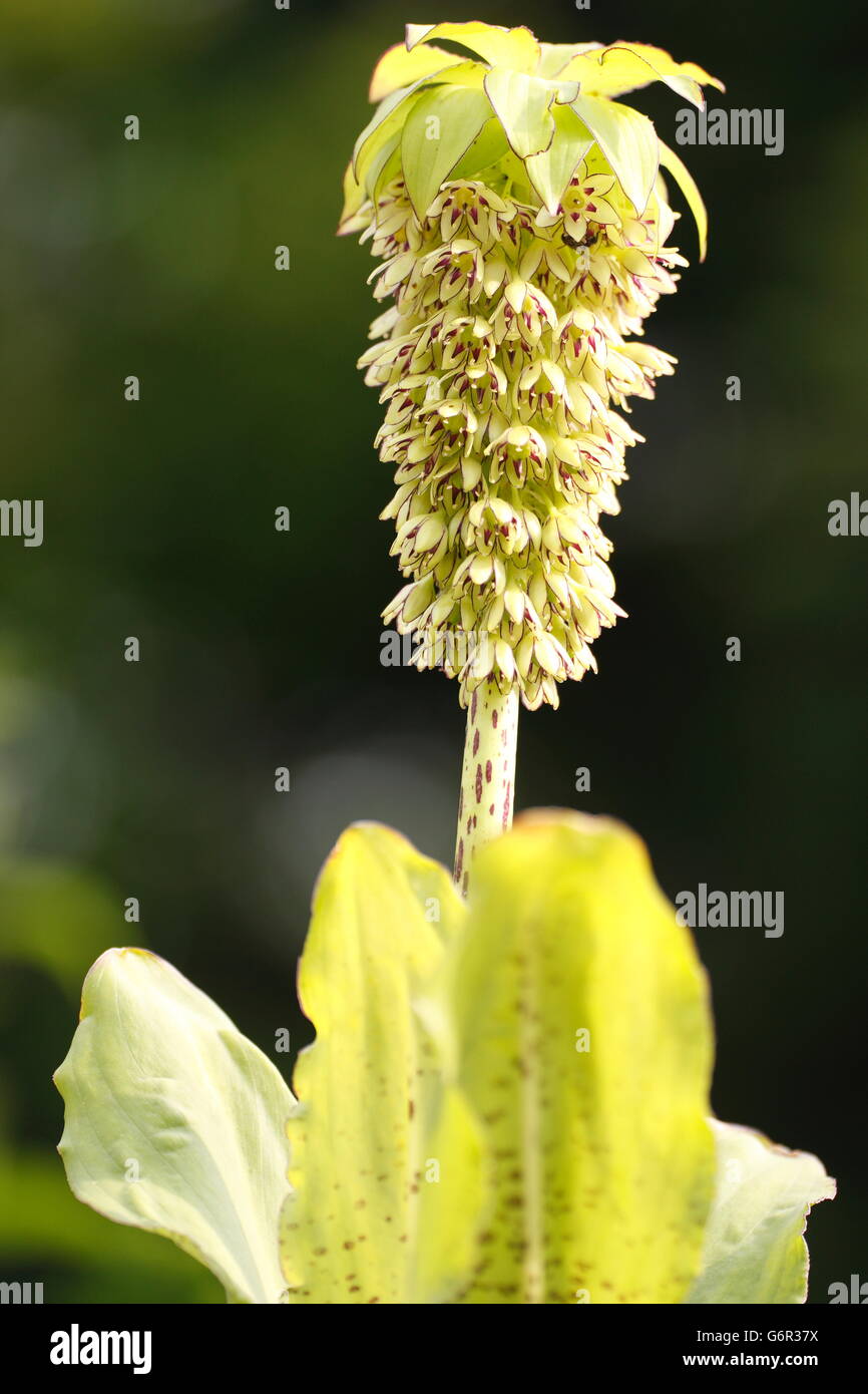 Zweifarbiger Ananas Lily / (Eucomis bicolor) Stockfoto