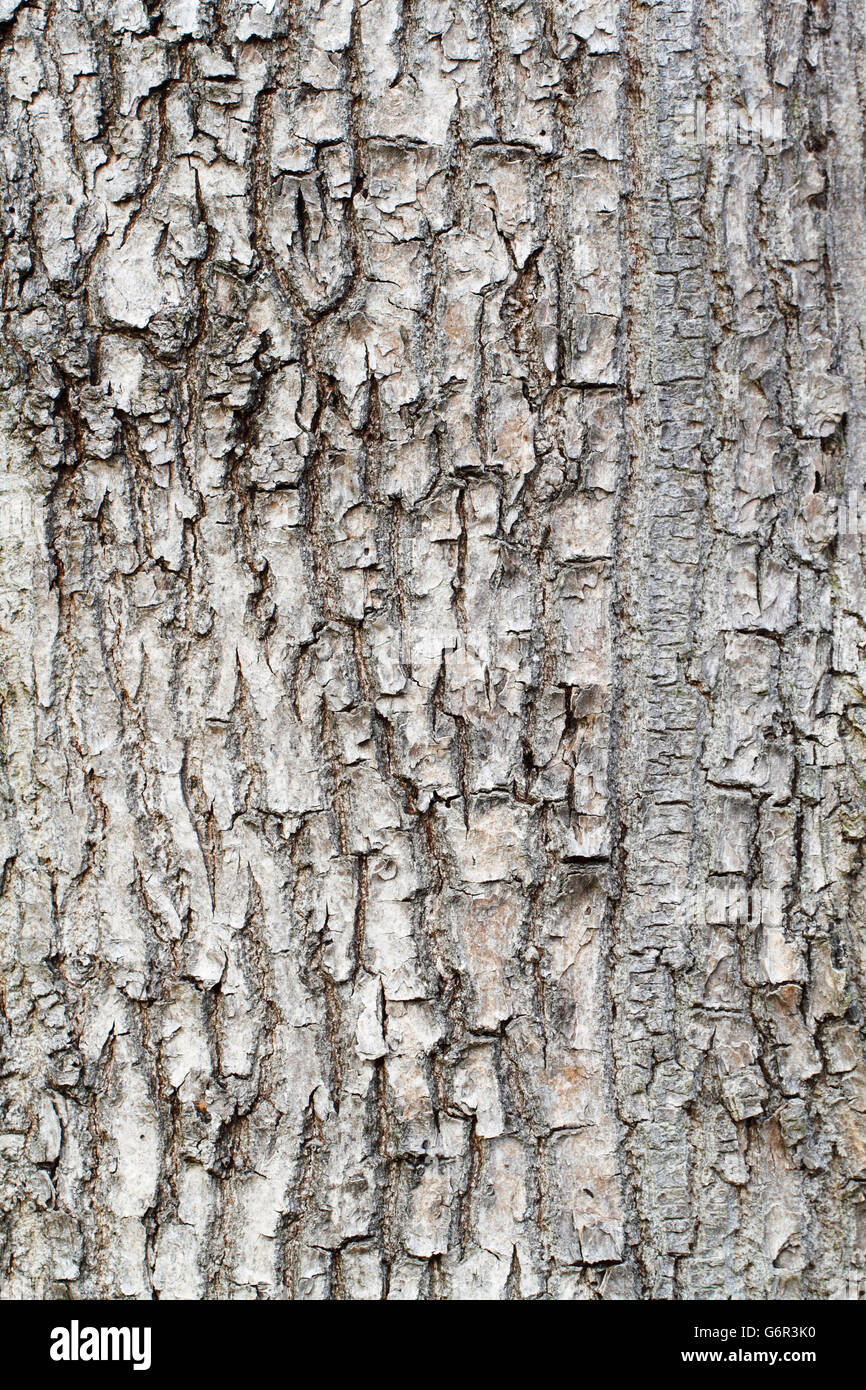 Gemeine Esche, Rinde, Niedersachsen, Deutschland / (Fraxinus Excelsior) Stockfoto