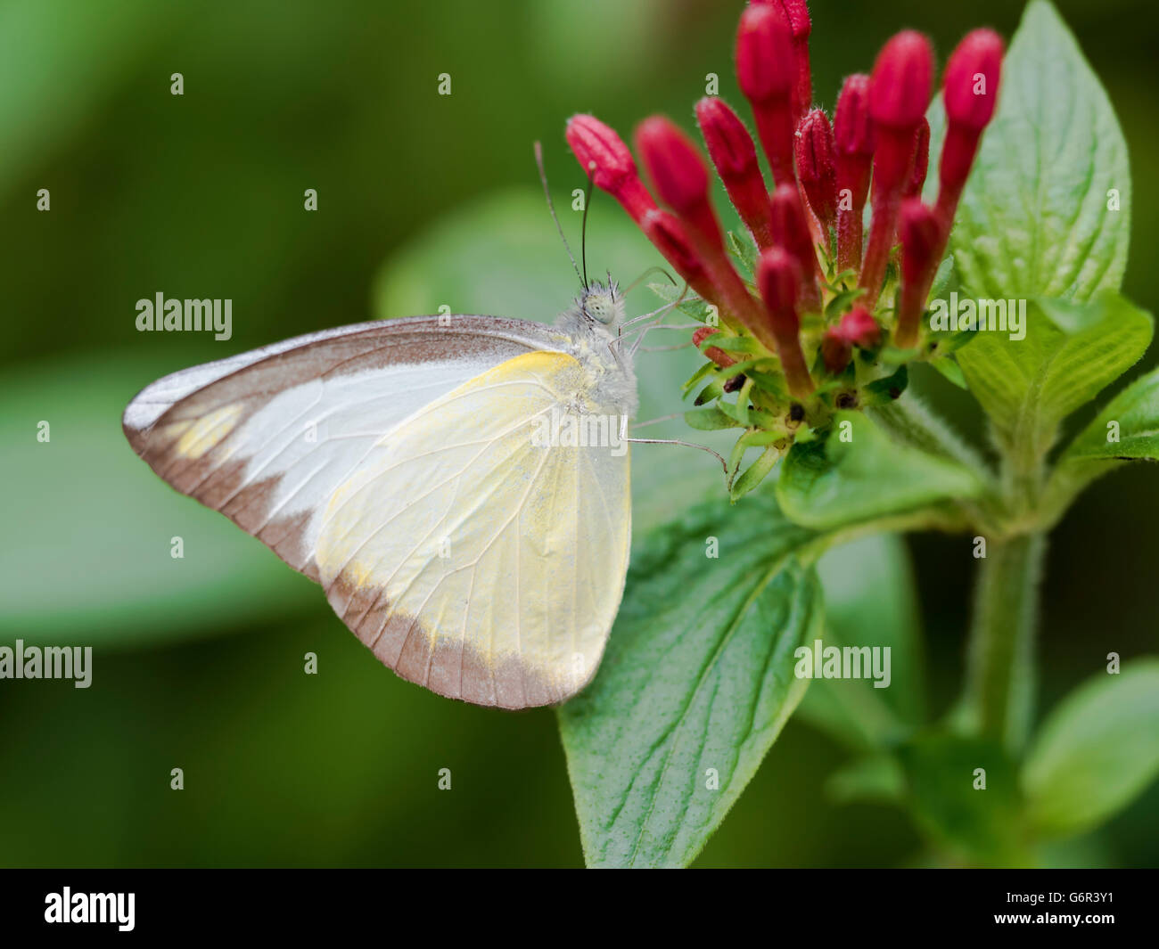kleiner weißer Schmetterling gewinnen Honig auf Blume, Pieris rapae Stockfoto