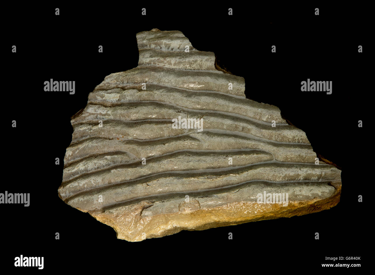 Fossile Rippelmarken, fossilen Trübung Rippelmarken aus Rocky Mountain Belt Supergroup, nordwestlichen Montana, USA, Sandstein Stockfoto