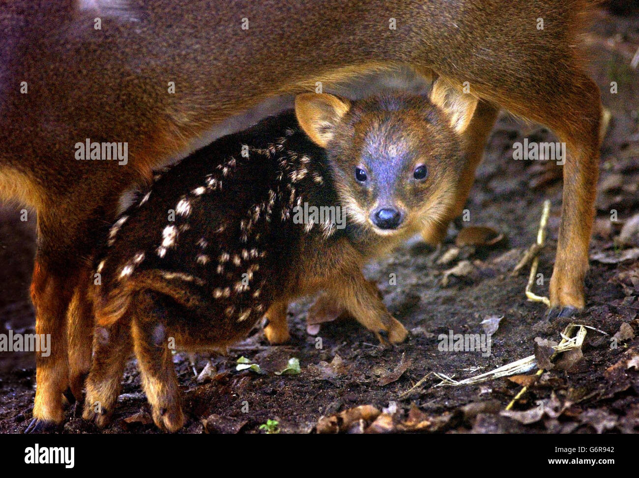 Ein Baby Pudu im Zoo von Edinburgh Stockfoto