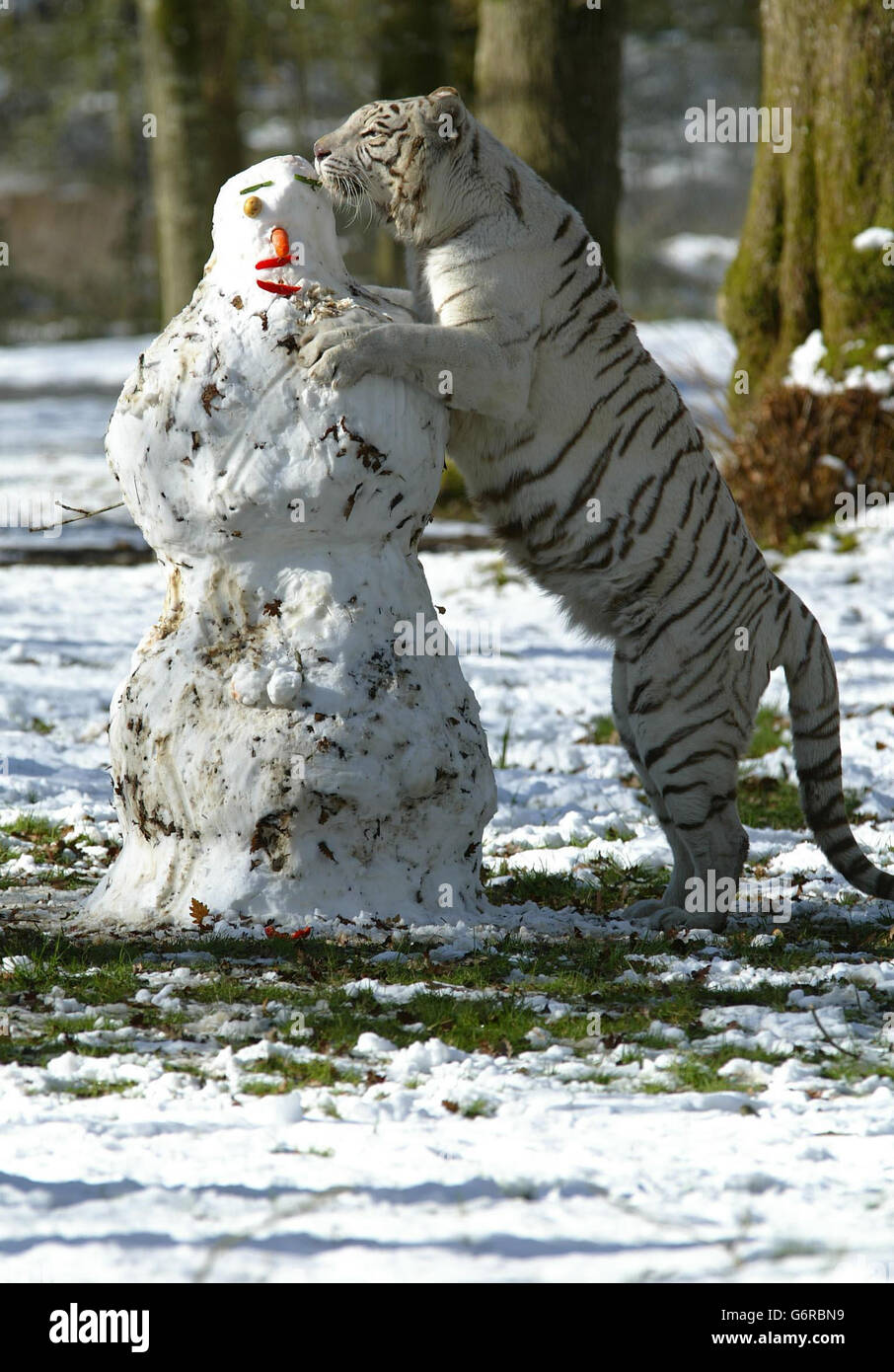 Chandi, ein weißer Tiger, spielt mit einem Schneemann, der von ihren Wärtern in ihrem Gehege im Longleat Safai Park in Wiltshire gebaut wurde, wo über Nacht vier Zentimeter Schnee fiel. Stockfoto