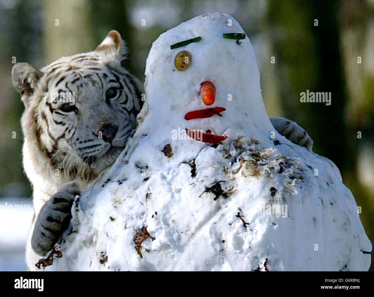 Ein weißer Tiger spielt im Schnee Stockfoto